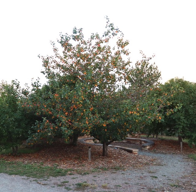 Crabapple クラブアップルの木 -アメリカの木