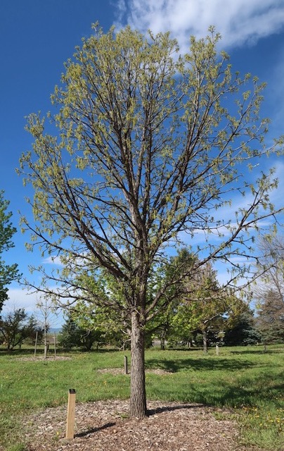 アメリカの木 Bur Oak