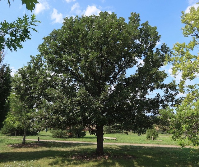 アメリカの木 Bur Oak