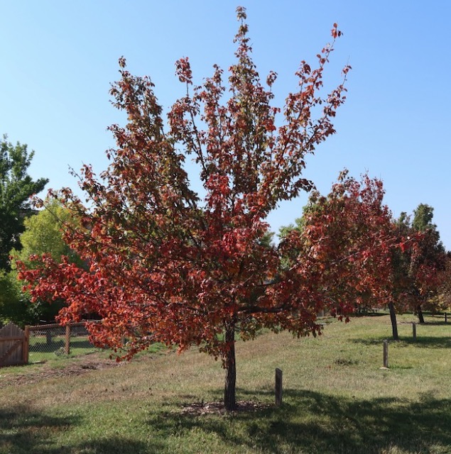 Burgundy Ussurian Pear 梨の木 アメリカの木