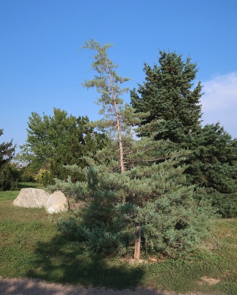 Cedar 杉 -アメリカの木
