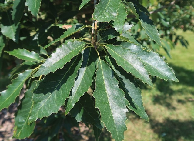 アメリカの木 Chicapin Oak