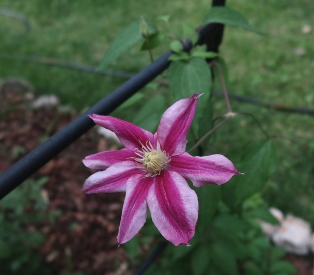 Clematis クレマチスの花 アメリカ 
