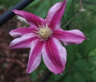 Clematis クレマチスの花 アメリカ 
