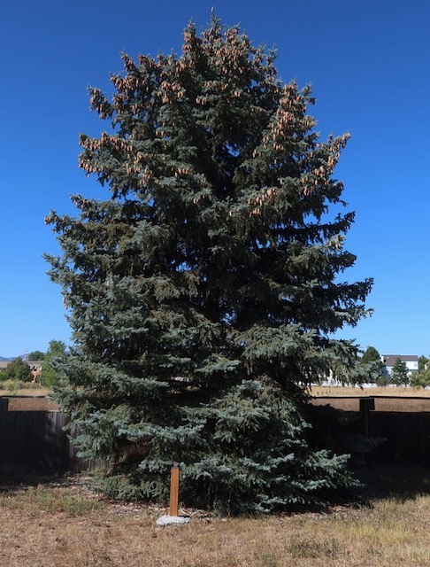 Colorado spruce トウヒ アメリカの木