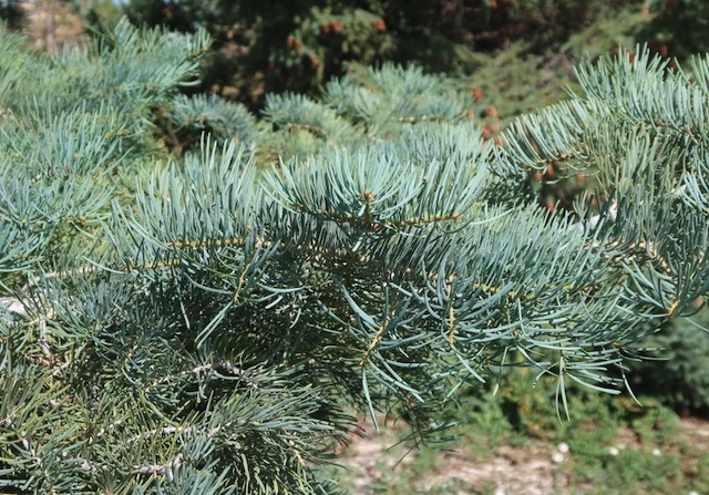 concolor fir もみの木 アメリカの木 