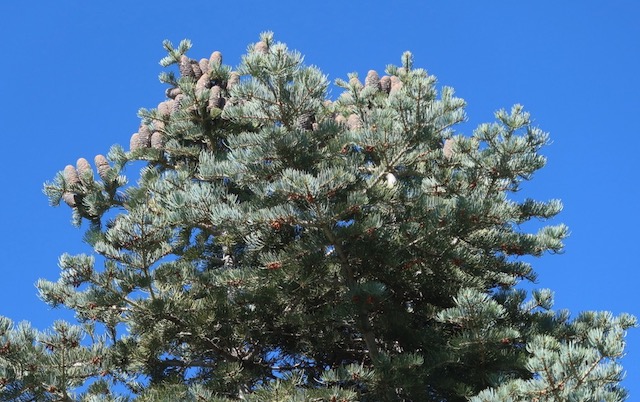 concolor fir もみの木 アメリカの木 