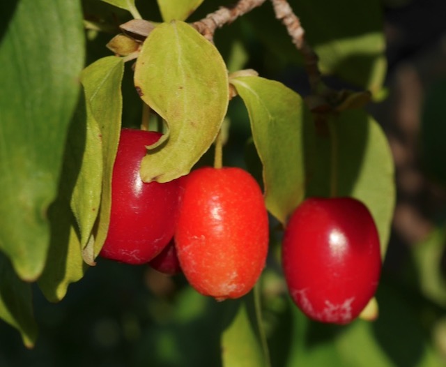 Cornelian Cherry Dogwood アメリカの木