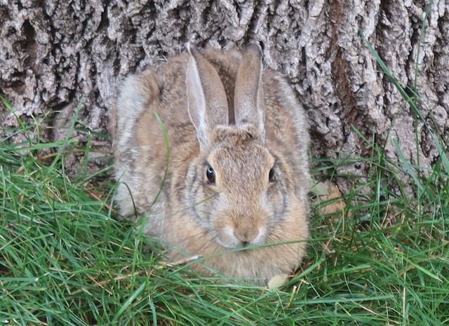 アメリカの野うさぎ Cottontail Rabbit