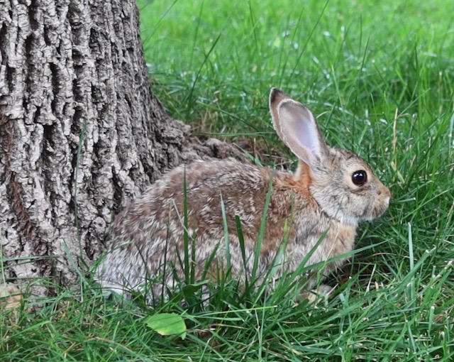 アメリカの野うさぎ Cottontail Rabbit