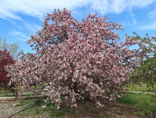 Crabapple クラブアップル -アメリカの木