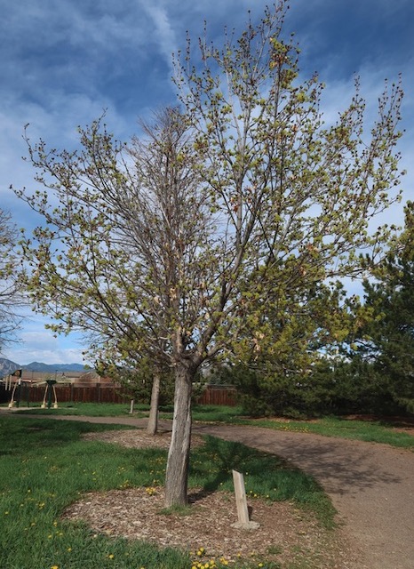 Fairview Maple メープル -アメリカの木