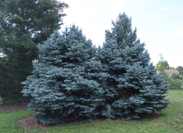 Spruce トウヒ globe blue spruce -アメリカの木
