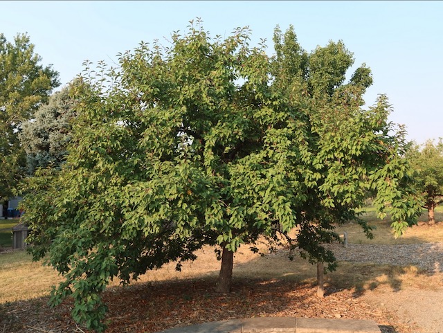Guinevere Crabapple クラブアップルの木 -アメリカの木