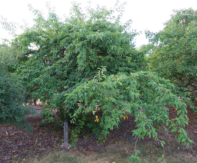 Indian Magic Crabapple クラブアップルの木 -アメリカの木