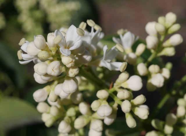 Ivory Silk Lilac ライラックの花