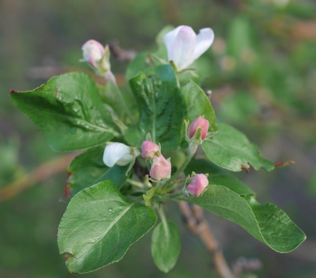 Jewelberry Crabapple クラブアップルの木 -アメリカの木