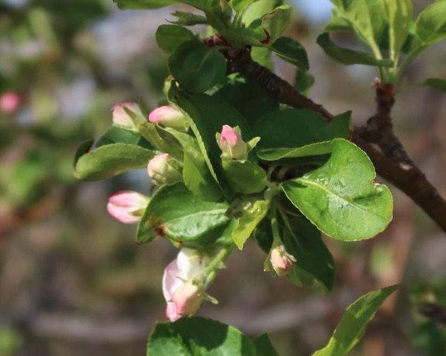 Jewelberry Crabapple クラブアップルの木 -アメリカの木