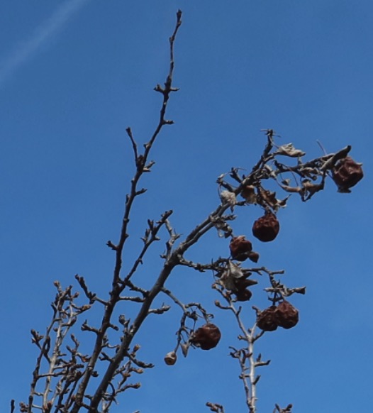 Korean Pear アメリカの木