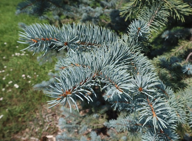 kosteri Spruce  アメリカの木
