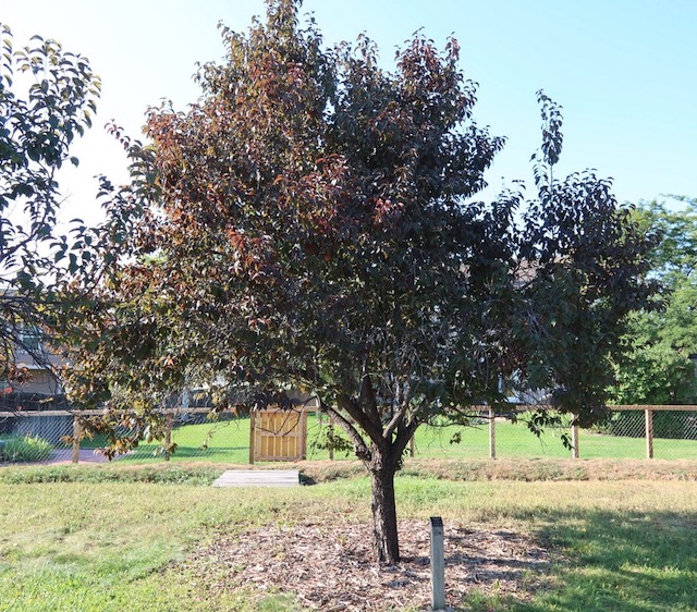 Newport Plum スモモの木 -アメリカの木