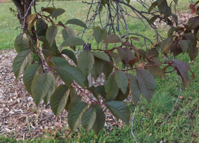 Newport Plum スモモの木 -アメリカの木