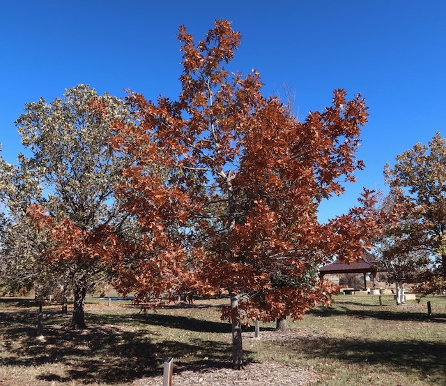 アメリカの木 Northern Red Oak