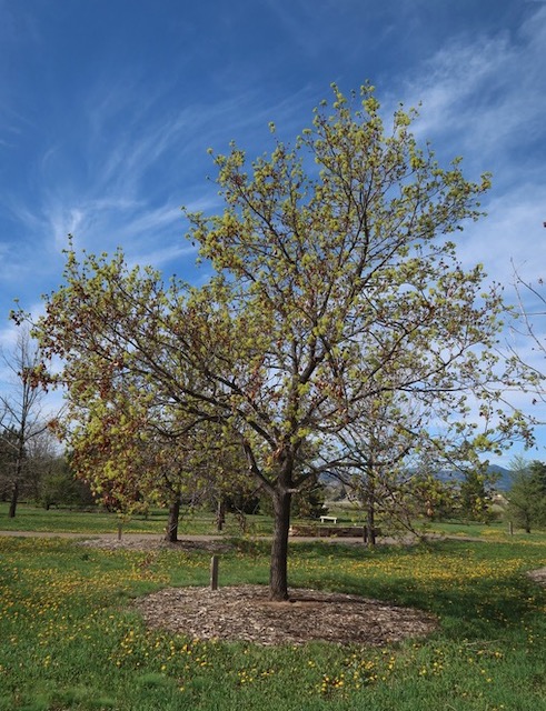 Norway Maple メープル -アメリカの木