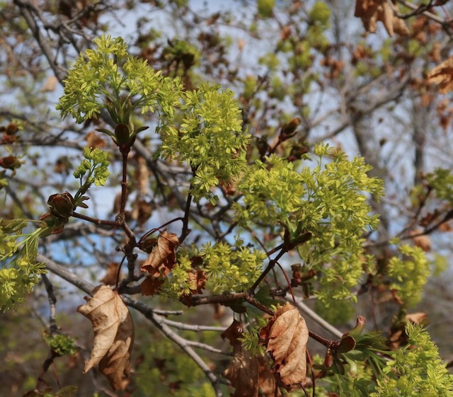 Norway Maple メープル -アメリカの木