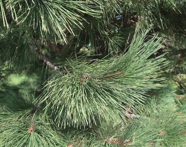 Pine 松  ponderosa pine -アメリカの木