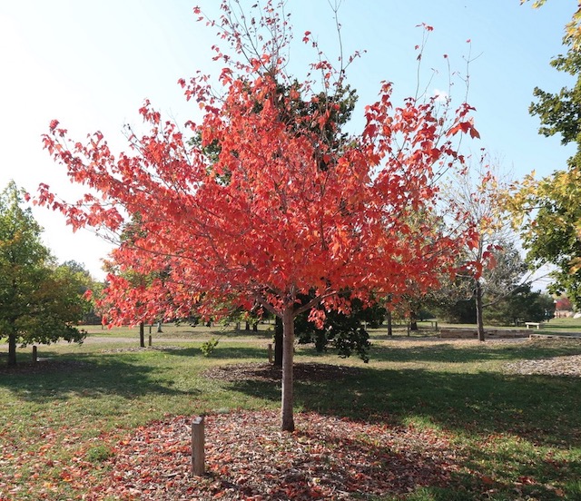 Red Sunset Maple メープル -アメリカの木