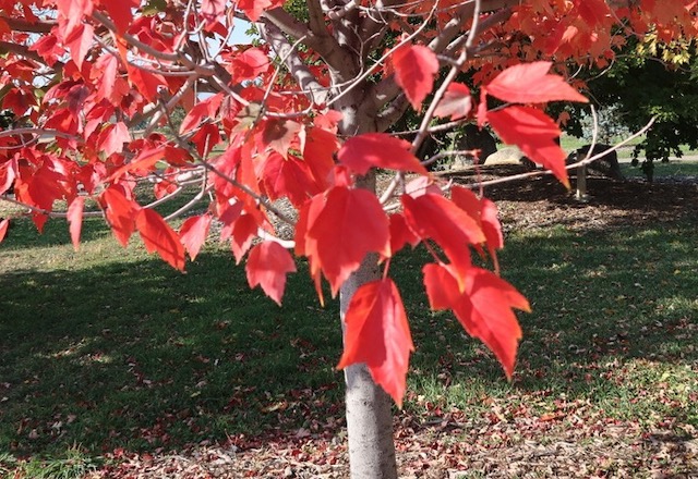 Red Sunset Maple メープル -アメリカの木