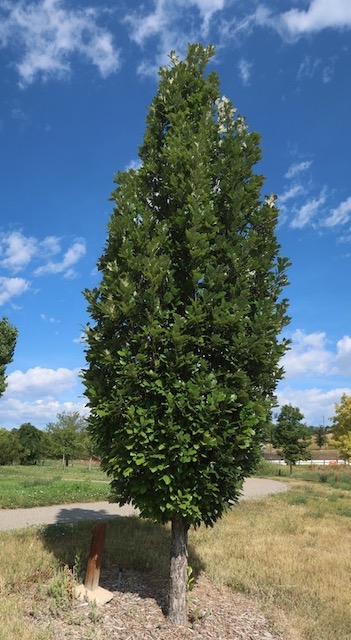 アメリカの木 Regal Prince Oak