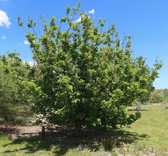 River Hawthorn サンザシ -アメリカの木