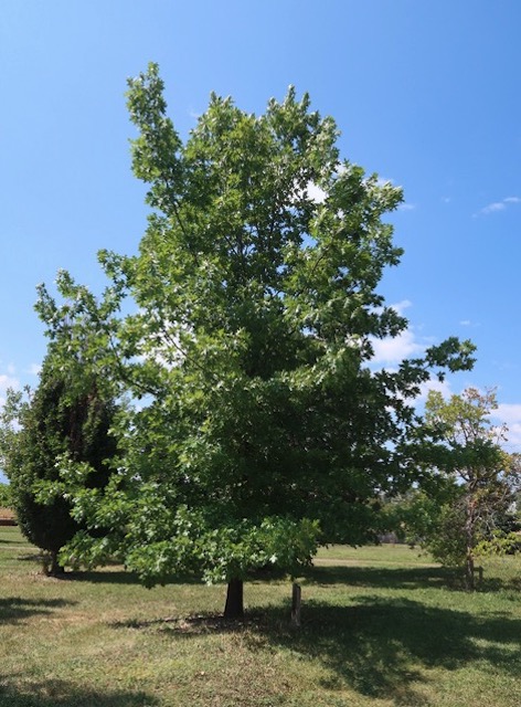 アメリカの木 Scarlet Oak