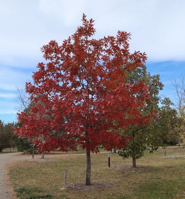 アメリカの木 Shunmard Oak 