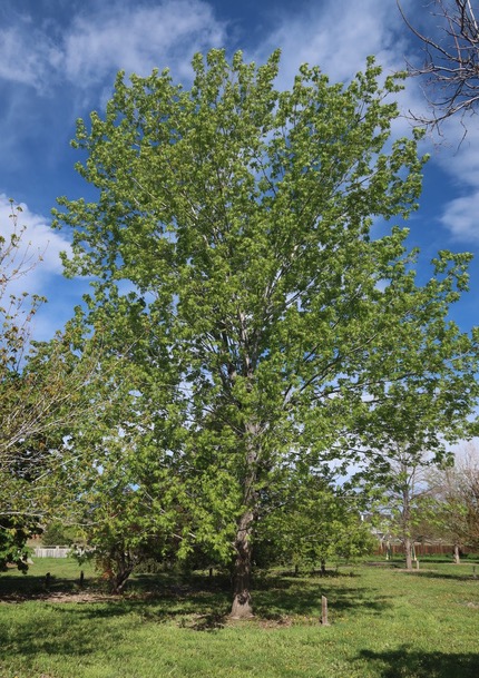 Silver Maple メープル -アメリカの木