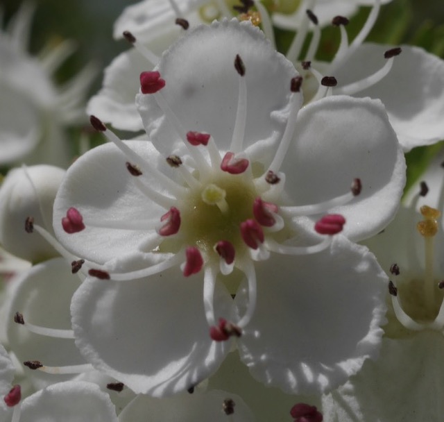 Snowbird Hawthorn サンザシ -アメリカの木