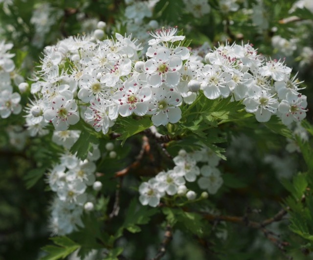 Snowbird Hawthorn サンザシ -アメリカの木