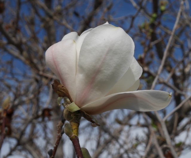 Sweet Bay Magnolia モクレンの木 -アメリカの木