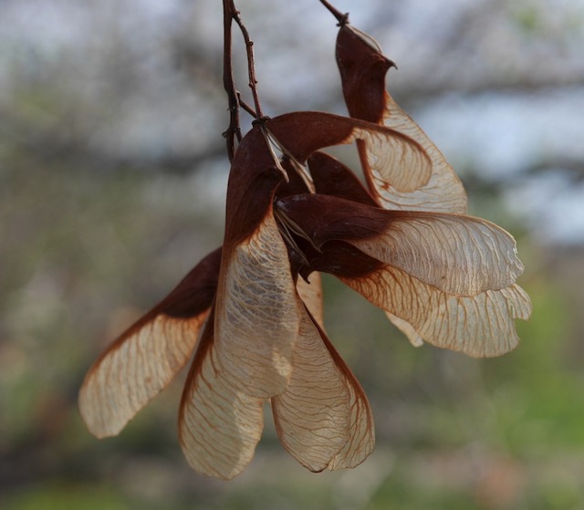 Tatarian Maple メープル -アメリカの木