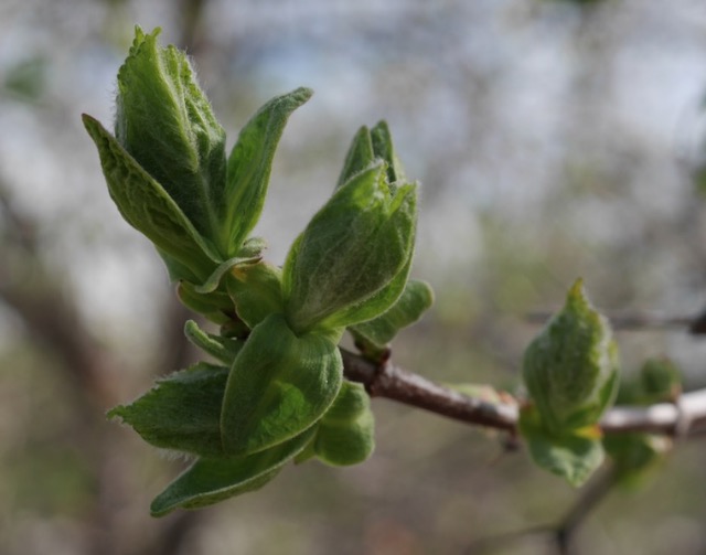 Tatarian Maple メープル -アメリカの木