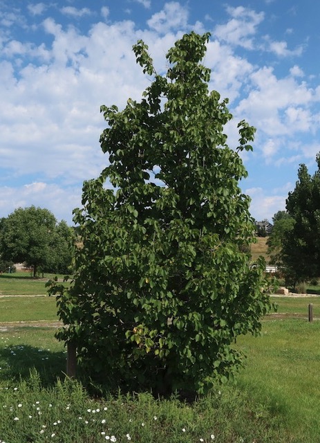 turkish fibert -アメリカの木