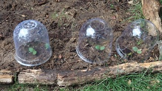 植物保護プラスチックドーム かぼちゃの種まき