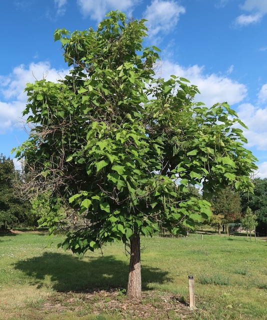 catalpa キササゲ （梓）western catalpa -アメリカの木