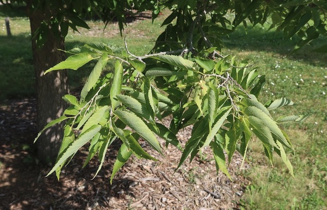 Hackberry western hackberry -アメリカの木