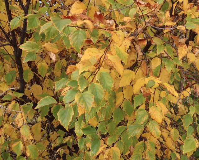 Birch カバノキ 白樺 western river birch -アメリカの木