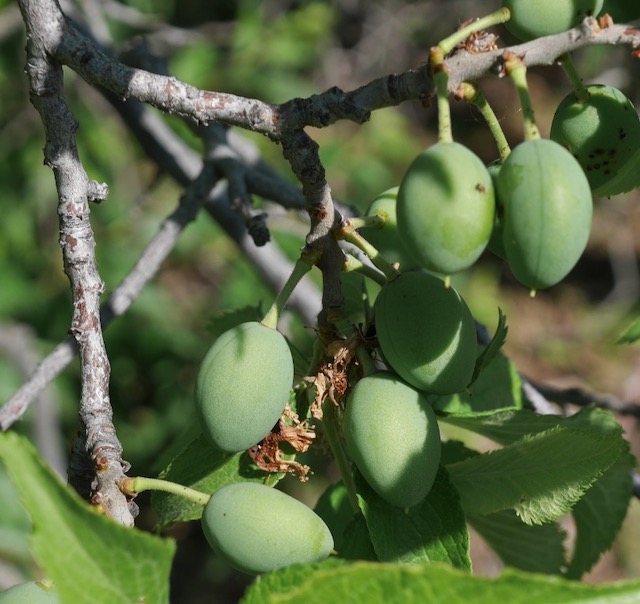 American Plum スモモの木 -アメリカの木　アメリカの樹木 ミニガイド・ミニ図鑑
