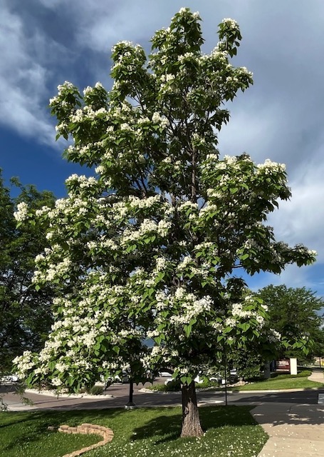 catalpa キササゲ （梓）western catalpa -アメリカの木