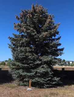 Colorado spruce トウヒ アメリカの木